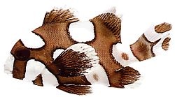 Plectorhynchus chaetodonoides