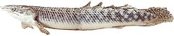 Polypterus palmas