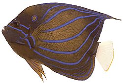 Pomacanthus annularis Ring Fish