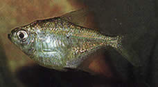 Poptella longipinnis Dlouhé ploutve Tetra