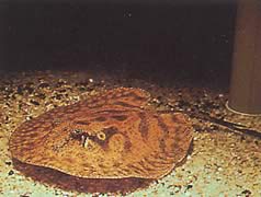 Potamotrygon hystrix