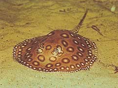 Potamotrygon motoro Océlée Freshwater Pastenague