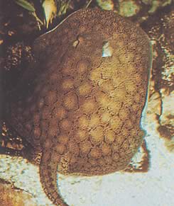Potamotrygon reticulatus Přestavěl sladkovodní linku