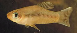 Priapella intermedia