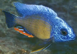 Protomelas steveni taiwan Fenestratus Taiwan, Steveni Tchaj -wan