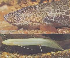 Protopterus aethiopicus aethiopicus Etiopie protopter
