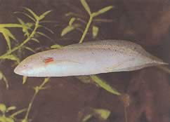 Protopterus annectens annectens African Dipneuste