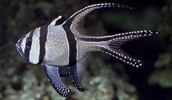 Pterapogon kauderni