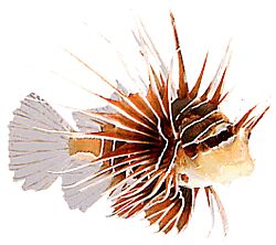 Pterois radiata