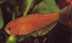 Rachoviscus crassiceps Charatin se silnou hlavou, zlatá tetra