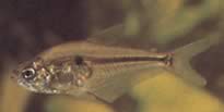 Roeboides caucae
