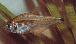 Roeboides paranensis