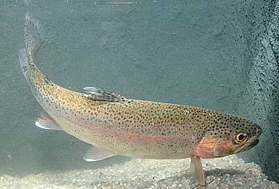 Salmo gairdneri pstruh duhový
