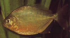 Serrasalmus calmoni Dark Piranha, Calmon Piranha