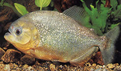 Serrasalmus spilopleura (Černý pruh Pacu, noční piray)