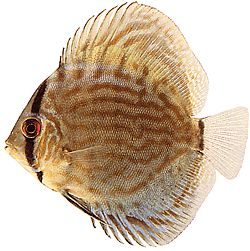 Symphysodon aequifasciatus haraldi