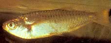 Triportheus albus Tetra výrobce se žlutými ploutvemi