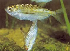 Triportheus pictus (Stříbrná tetra-slash)