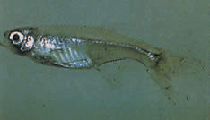 Xenurobrycon macropus