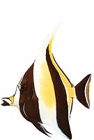 Zanclus canescens (Kráječ)