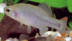 Zoogoneticus tequila